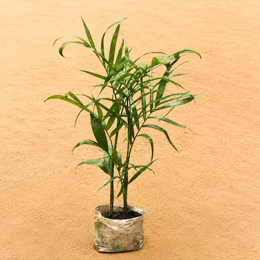 Chamaedorea Palm(~1 Ft) in 4 Inch Nursery Bag