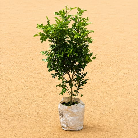 Madhu Kamini White / Murraya in 6 Inch Nursery Bag | Fragrant Flowering Beauty