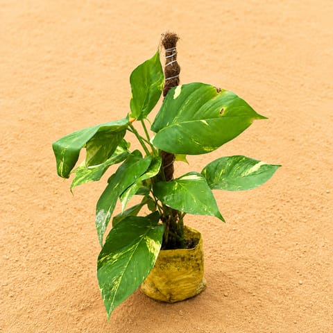 Money Plant Green With Moss Stick (~ 1 Ft) in 6 inch Nursery Bag