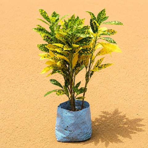 Large Baby Croton in 6 inch Nursery Bag | Bright Foliage
