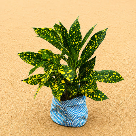 Baby croton in 4 Inch Nursery Bag