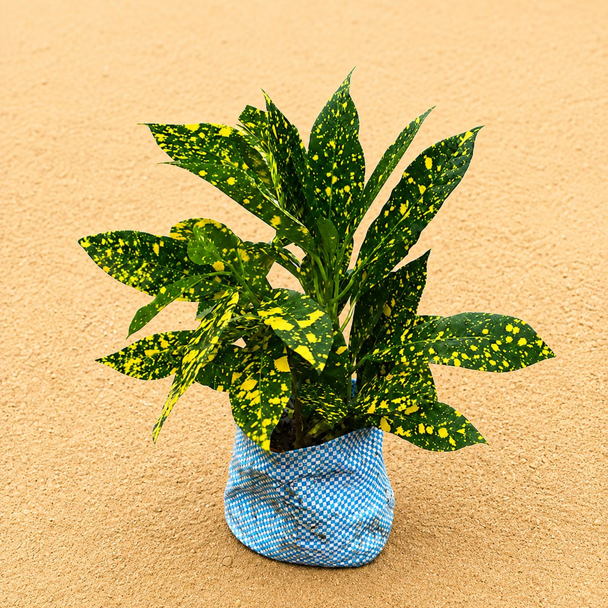 Baby croton in 4 Inch Nursery Bag