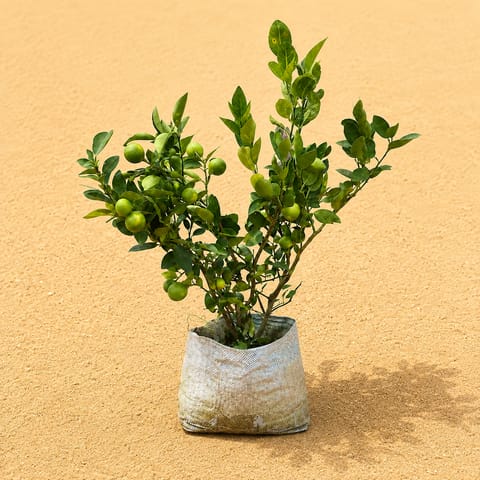 Large Fruiting Plant - Kagzi Lemon / Nimbu (~ 3 years old) in 8 Inch Nursery Bag