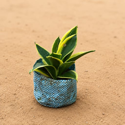 Snake Plant Golden in 4 Inch Nursery Bag