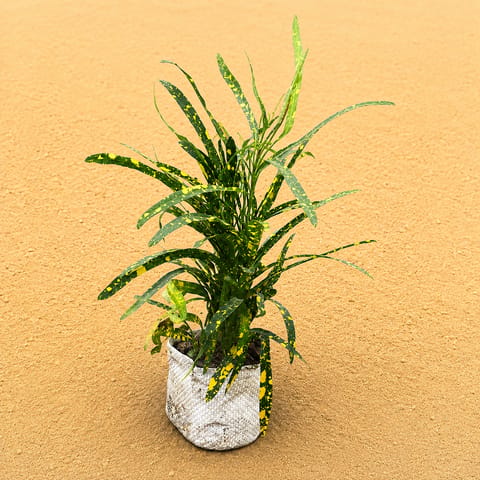 Croton Chironji in 4 Inch Nursery Bag | Easy Care Foliage