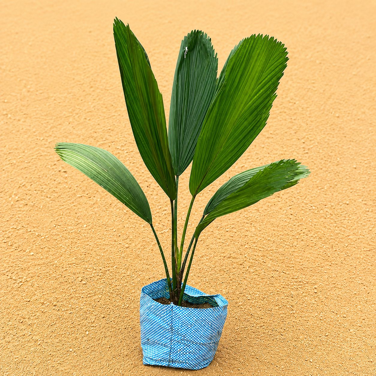 Ruffled Fan palm (~2 ft) in 7 Inch Nursery Bag | Tropical Decor Plant