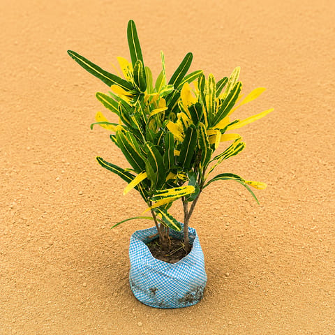 Croton Sunny Star in 4 Inch Nursery Bag | Sun Inspired Foliage