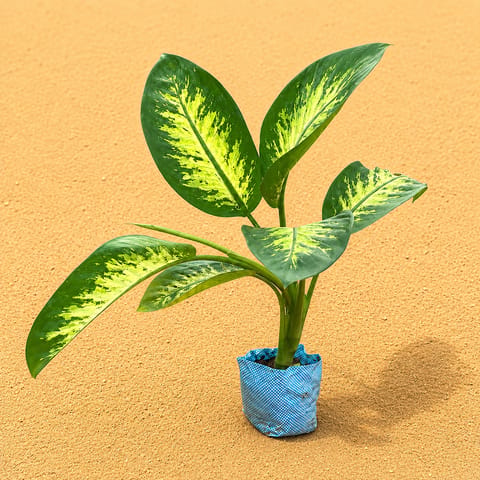 Large Dieffenbachia Seguine (~1.5 ft) in 5 Inch Nursery Bag | Statement Leaves