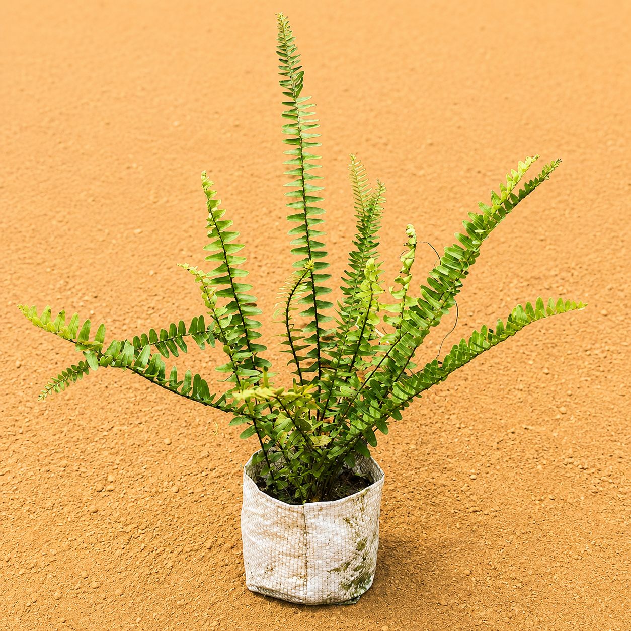 Fern Green in 4 inch Nursery Bag