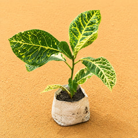 Croton Petra in 4 Inch Nursery Bag