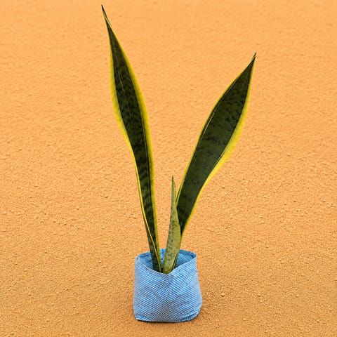 Snake Yellow Long (~1.5 Ft) in 4 Inch Nursery Bag