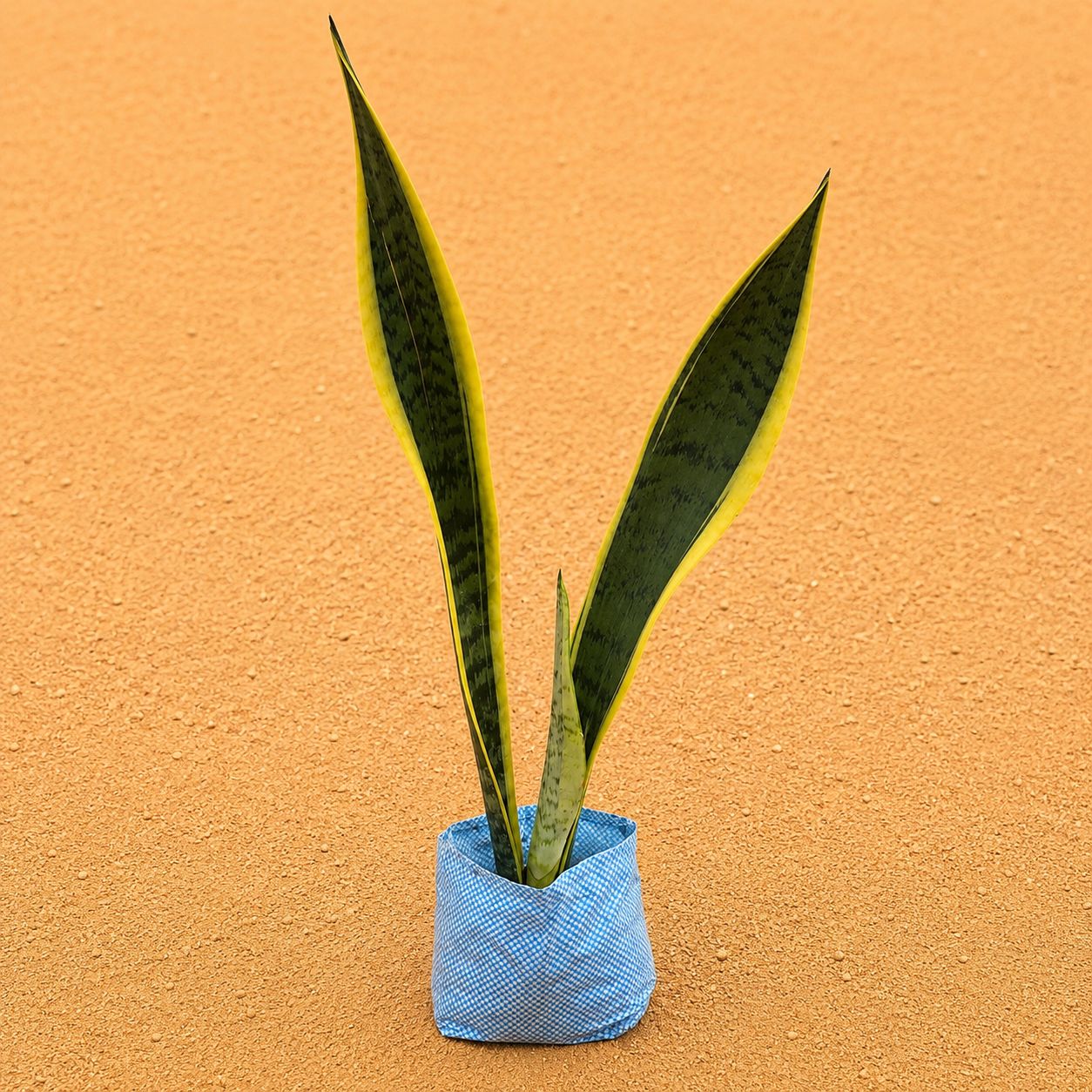 Snake Yellow Long (~1.5 Ft) in 4 Inch Nursery Bag