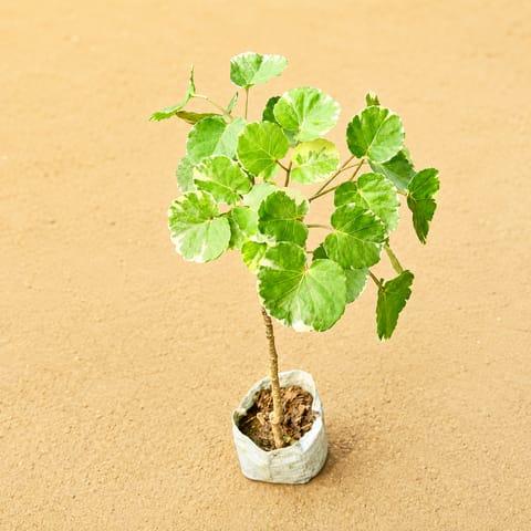 Aralia apple leaf / Dinner Plate in 4 Inch Nursery Bag