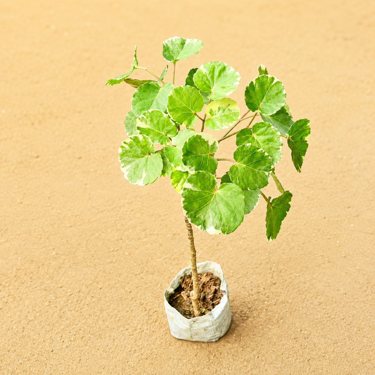 Aralia apple leaf / Dinner Plate in 4 Inch Nursery Bag