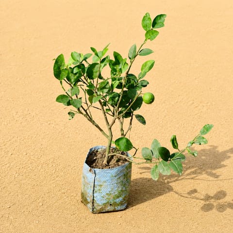 Kagzi Lemon / Nimbu in 5 Inch Nursery Bag