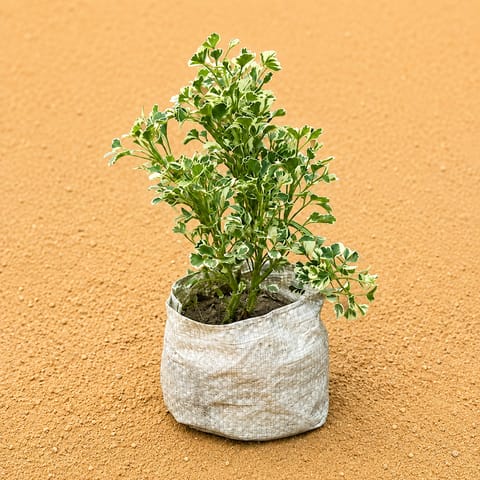 Aralia White in 4 Inch Nursery Bag