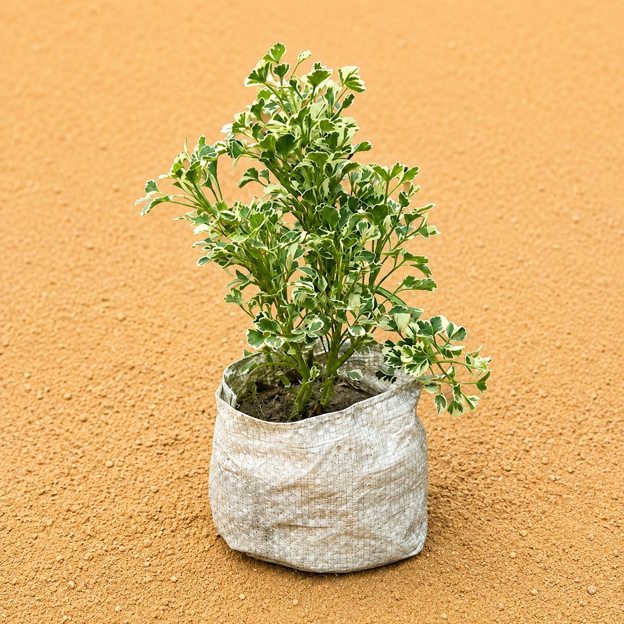 Aralia White in 4 Inch Nursery Bag