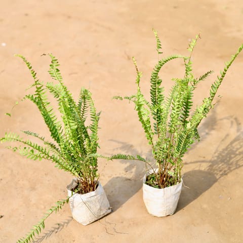 Set of 2 - Fern Green in 4 inch Nursery Bag