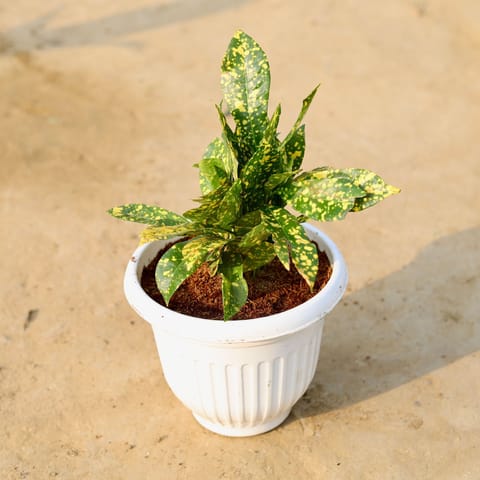 Baby Croton In 8 Inch White Olive Plastic Pot