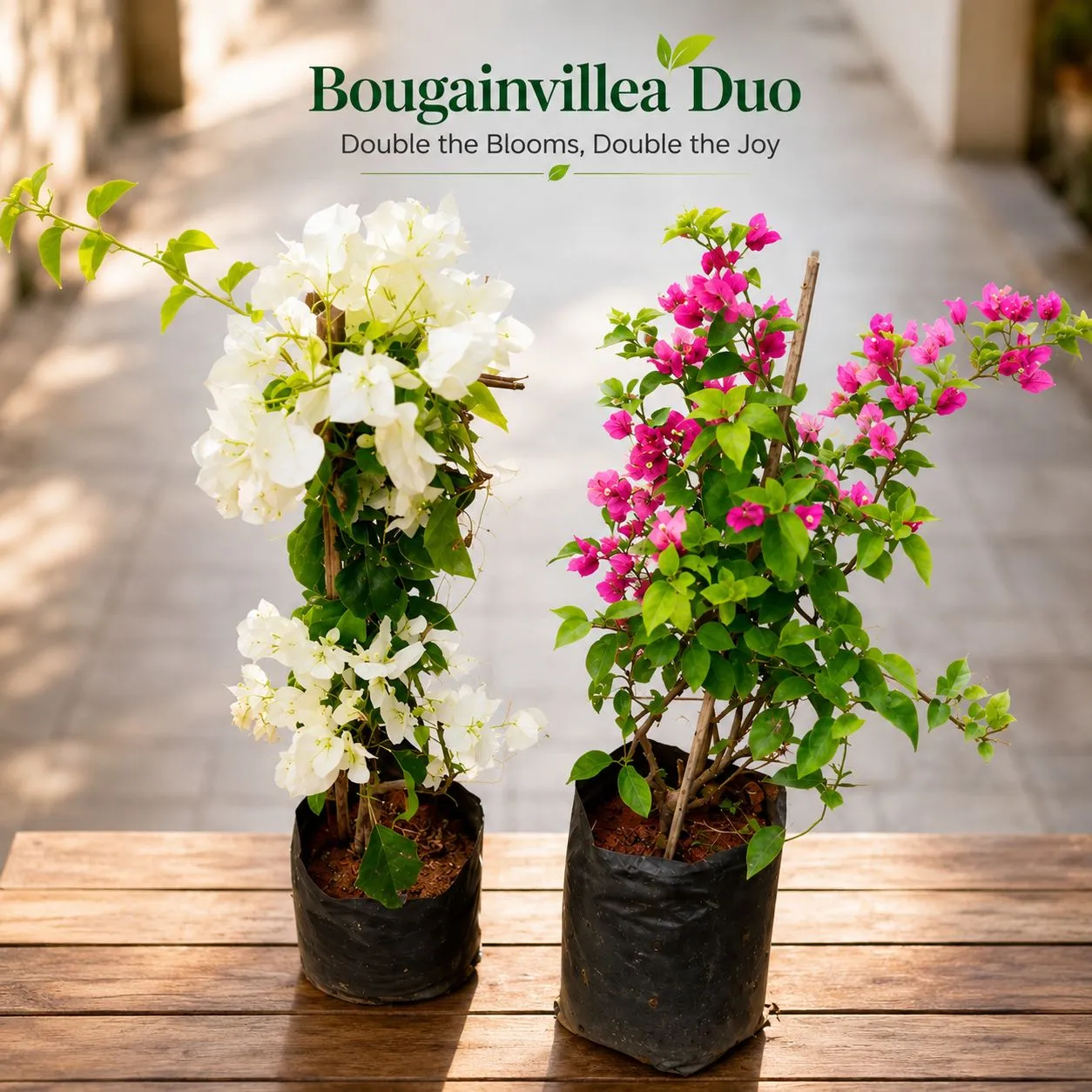 Set of 2 - Bougainvillea (Pink & White) in 8 Inch Nursery Bag | Flowering Trail