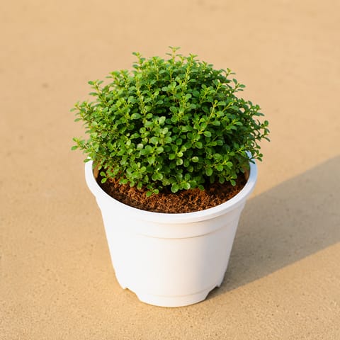 Fragrant Table Kamini Ball in 4 Inch White Nursery Pot | Bushy Plant
