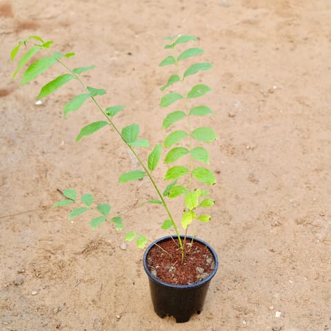 Madhumalti Bel / Rangoon Creeper (any colour) in 6 Inch Nursery Pot