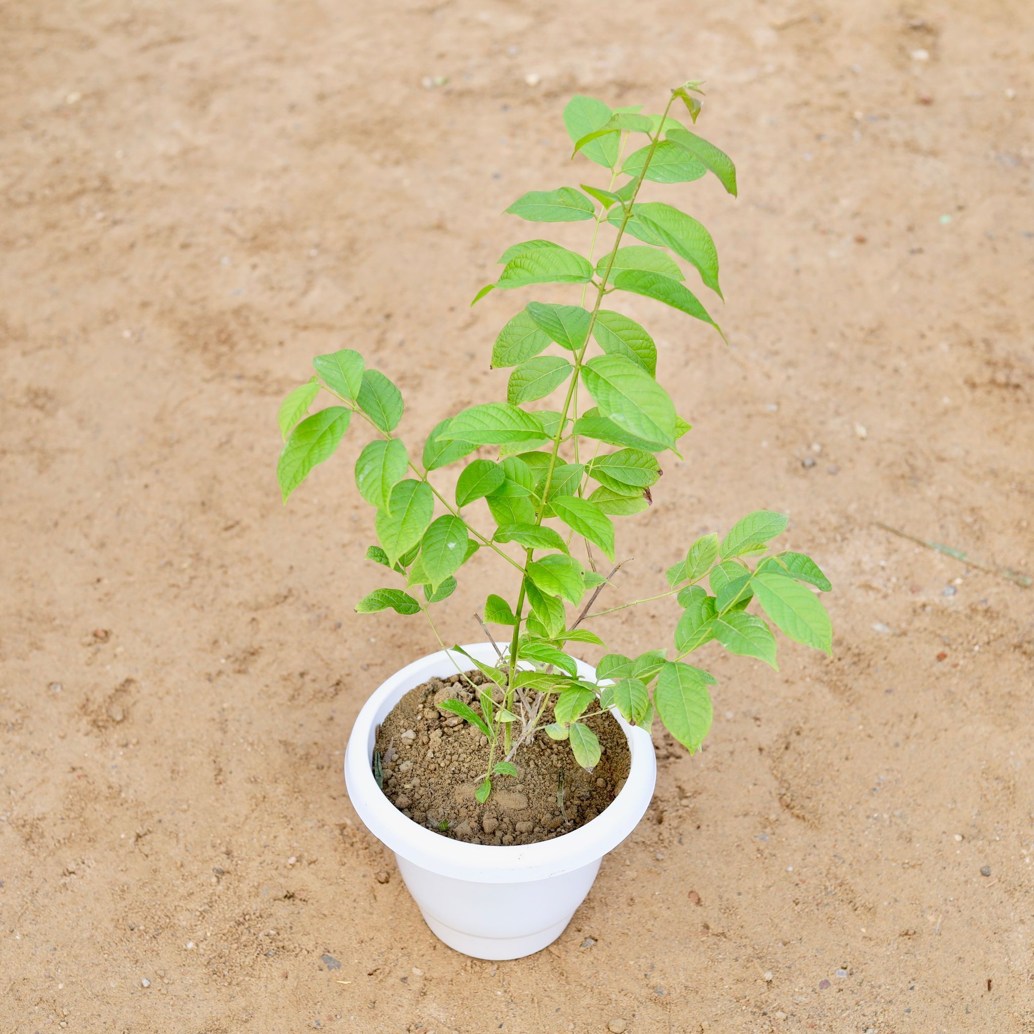 Madhumalti Bel / Rangoon Creeper (any colour) in 8 Inch Classy White Plastic Pot