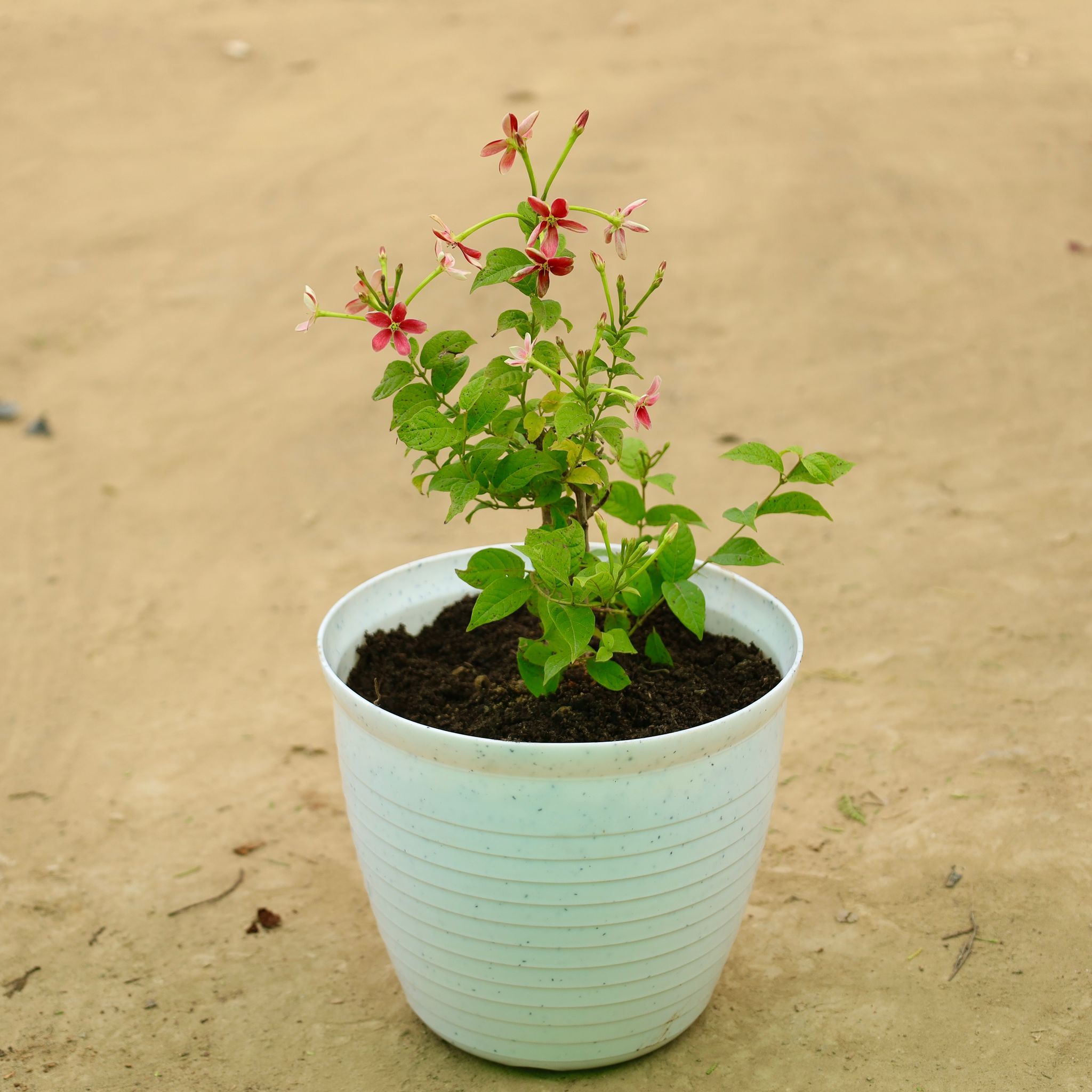 Madhumalti Bel / Rangoon Creeper in 08 Inch White Marble Premium Milo Round Plastic Pot