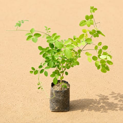 Aparajita Blue / Asian Pigeonwings (any colour) in 5 Inch Nursery Bag