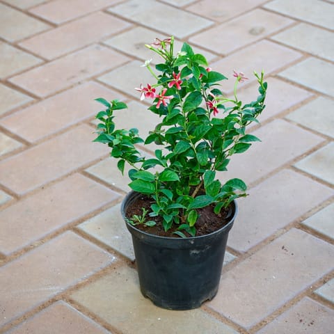 Rangoon Creeper / Madhu Malti (Any Colour) in 5 Inch Nursery Pot