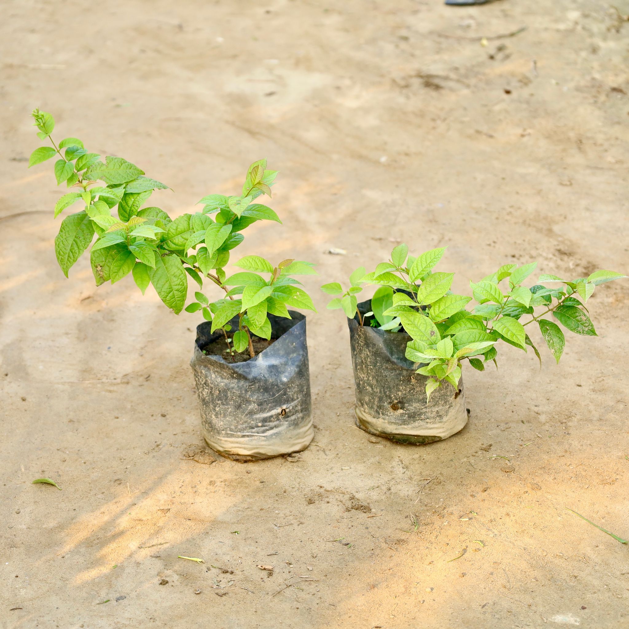 Set of 2 - Madhumalti Bel / Rangoon Creeper / Jhumka Bel in 4 Inch Nursery Bag