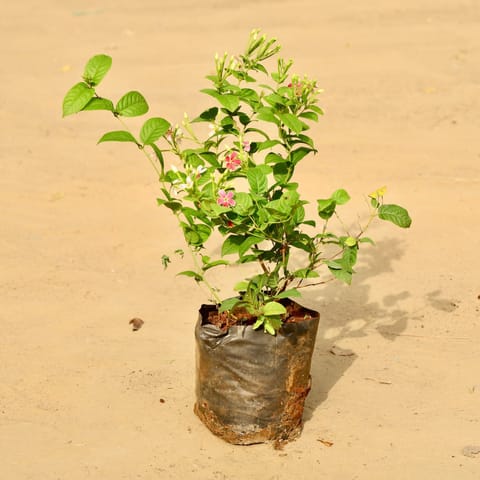 Madhumalti / Rangoon Creeper Pink Pune in 6 Inch Nursery Bag | Color Changing Blooms | Fragrant