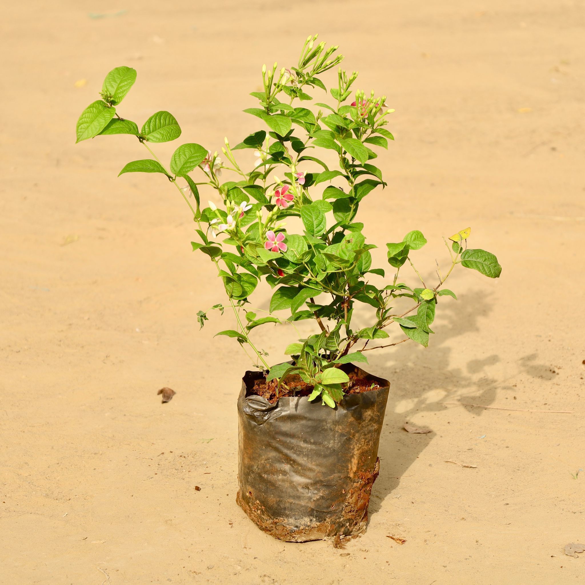 Madhumalti / Rangoon Creeper Pink Pune in 6 Inch Nursery Bag | Color Changing Blooms | Fragrant