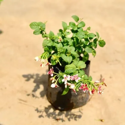 Madhu Malti / Rangoon Creeper Dwarf in 4 Inch Nursery Bag