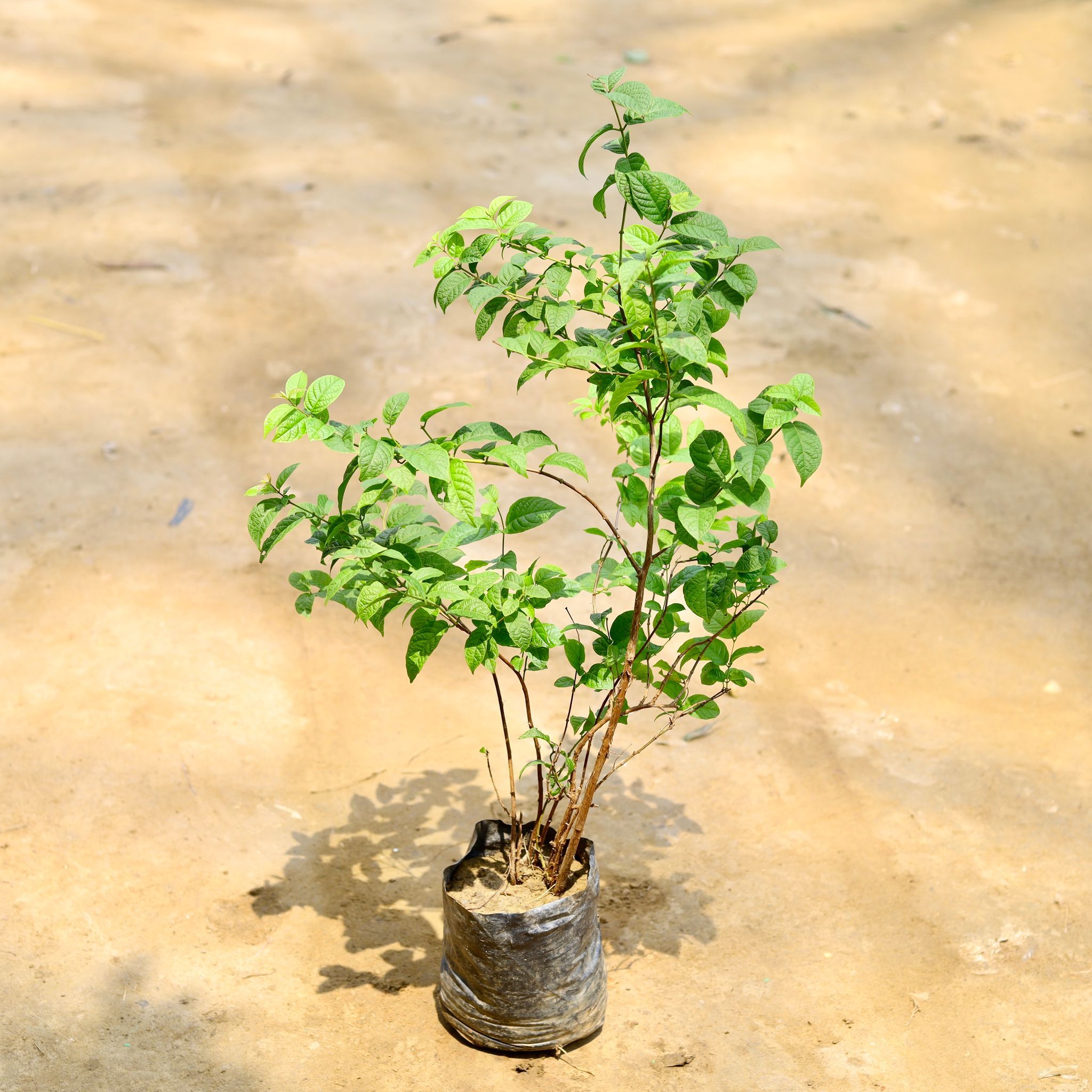 Madhu Malti / Rangoon Creeper Dwarf in 6 Inch Nursery Bag