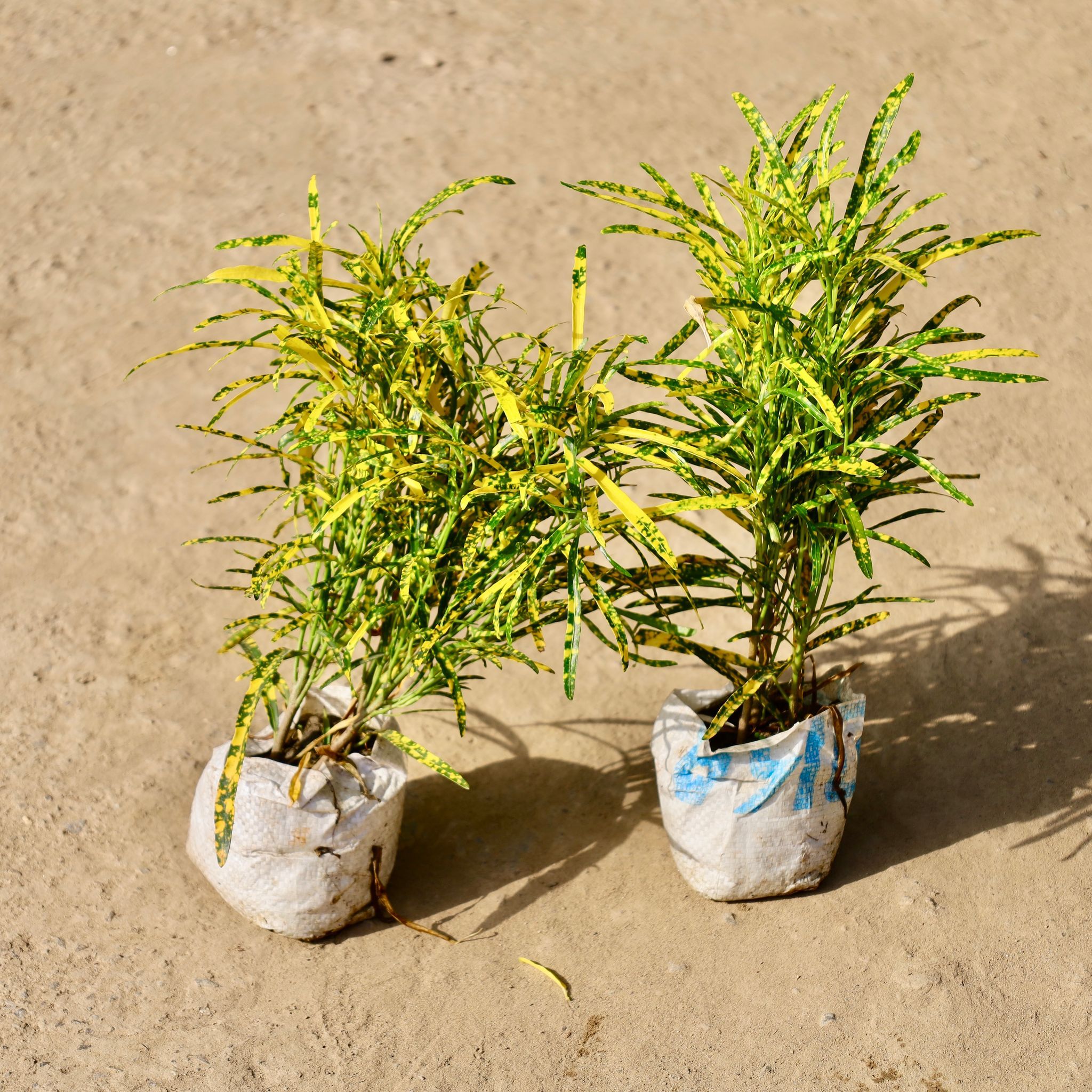 Set of 2 - Chironji Gold Star Croton in 4 inch Nursery Bag