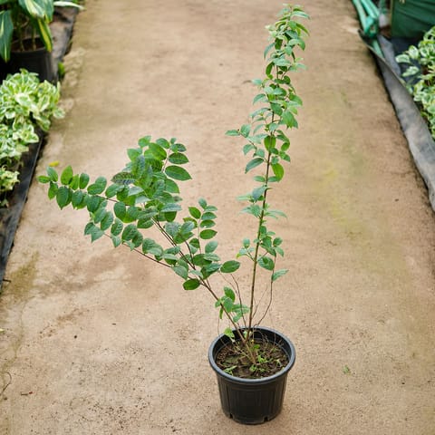 Madhu Malti / Rangoon Creeper in 6 Inch Nursery Pot