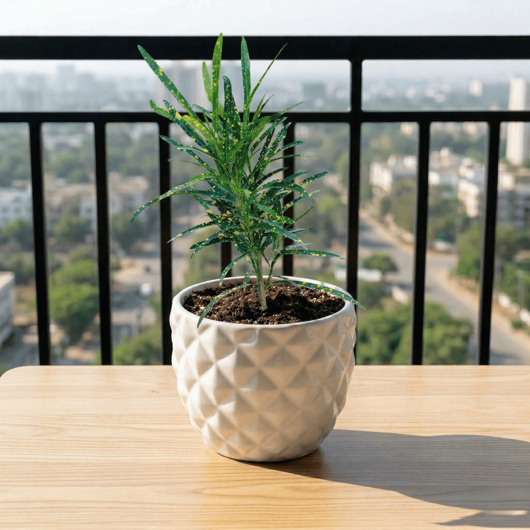 Croton Chironji in 4 Inch Classy Pineapple Textured Ceramic Pot�( Any Color )