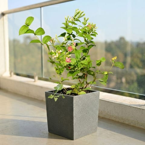 Madhu Malti / Rangoon Creeper in 8 X 8 Inch Grey Premium Kyvos Fiberglass Planter