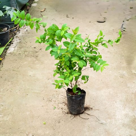 Madhu Malti / Rangoon Creeper (~ 2 Ft) in 8 Inch Nursery Bag