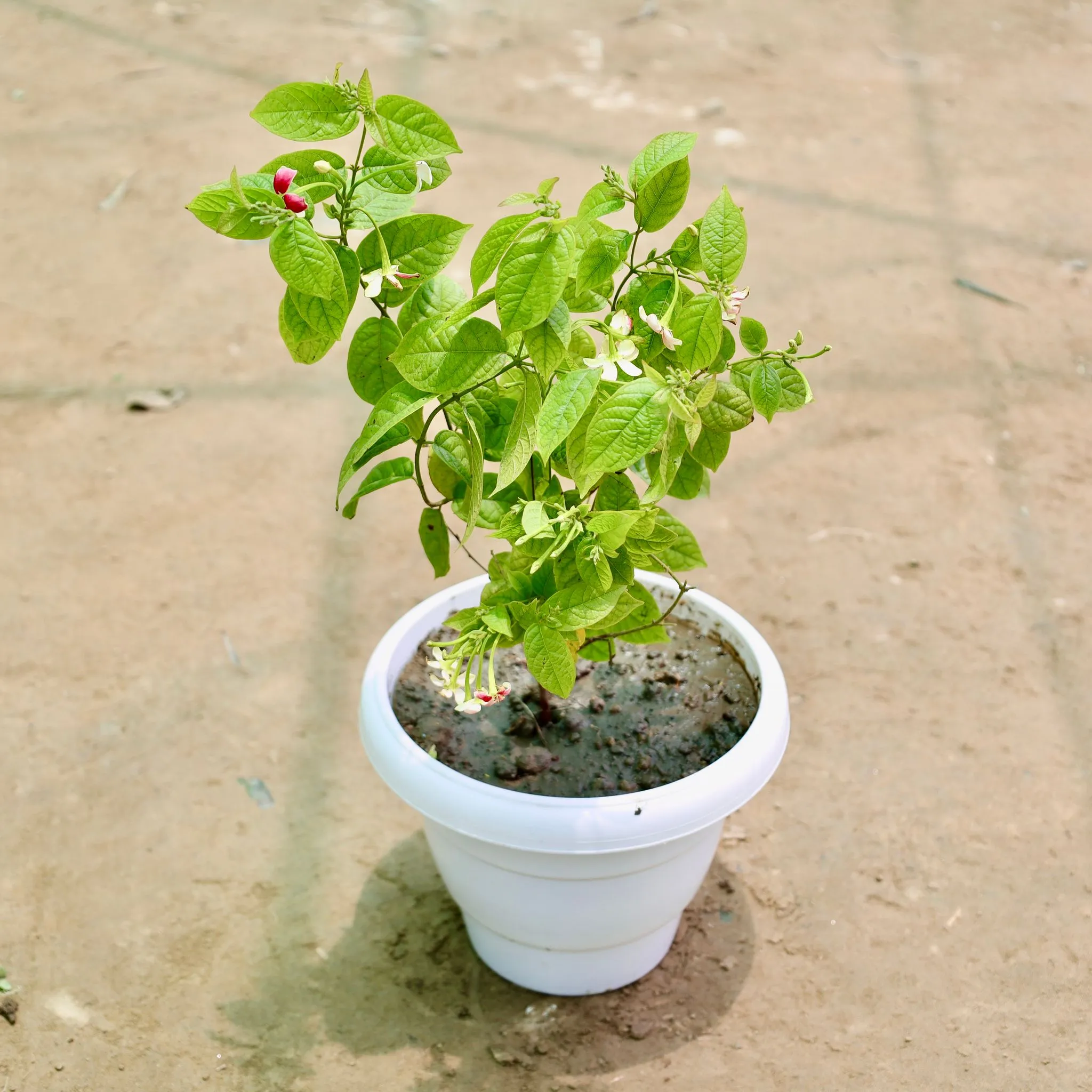 Madhu Malti / Rangoon Creeper (Any Colour) (1-1.5 Ft) in 8 Inch White Classy Plastic Pot
