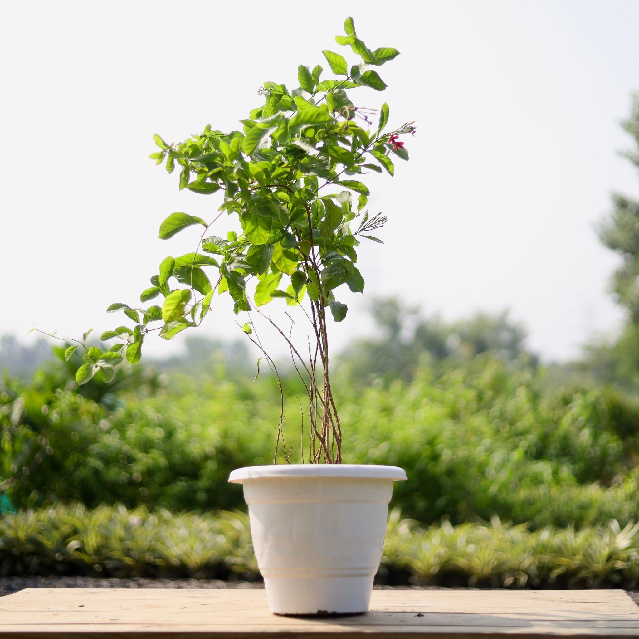 Madhu Malti / Rangoon Creeper (any colour) in 12 Inch Classy White Plastic Pot