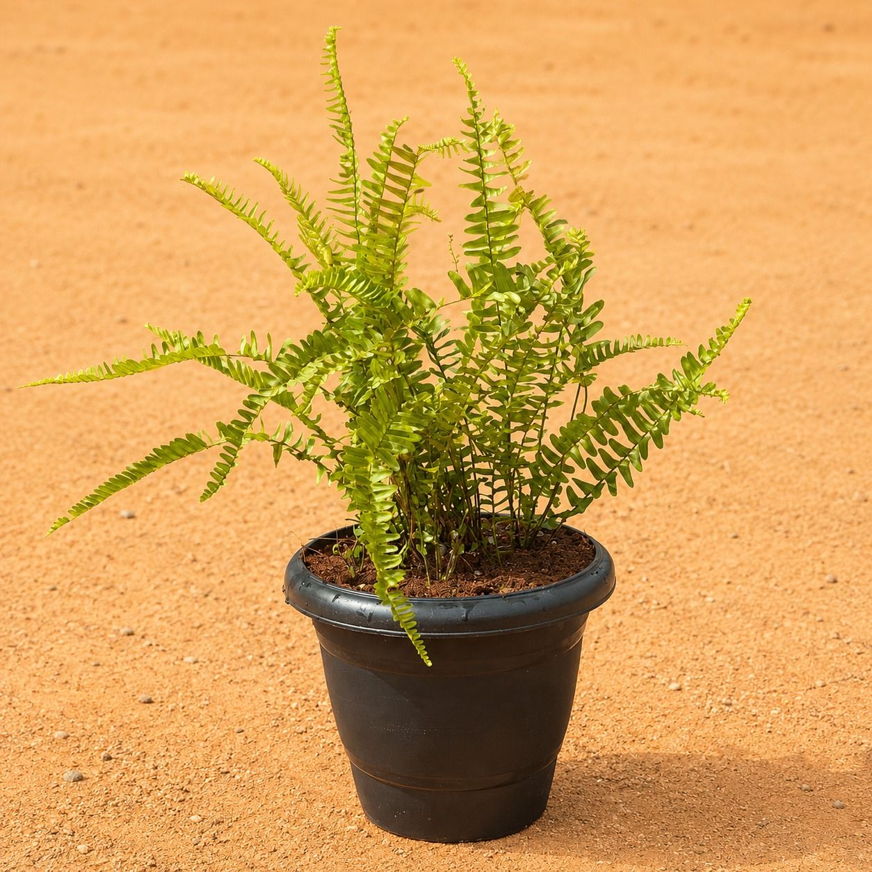 Three Fern Green in 8 Inch Black Classy Plastic Pot