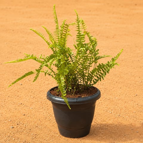 Three Fern Green in 8 Inch Black Classy Plastic Pot