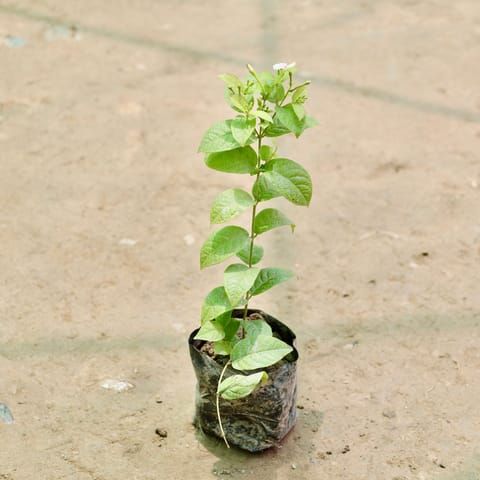 Madhu Malti / Rangoon Creeper (Any Colour) in 4 Inch Nursery Bag