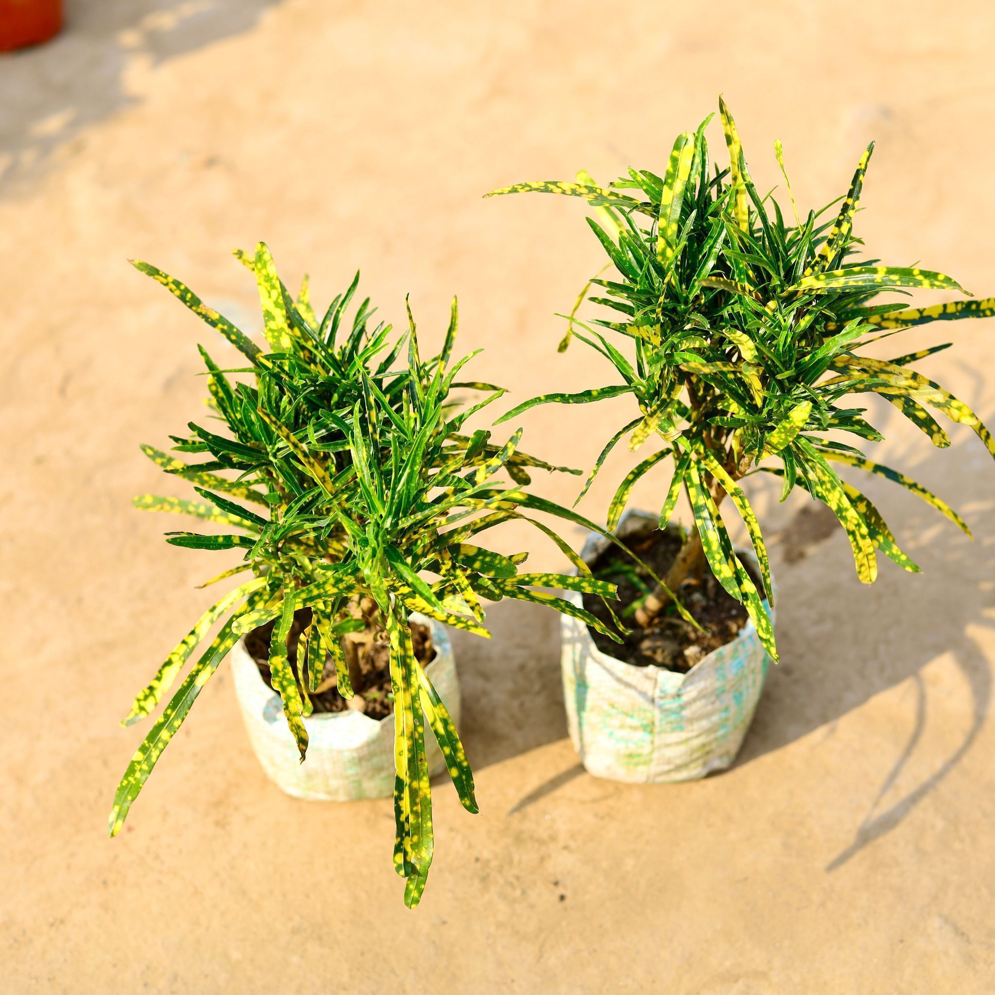 Set of 2 - Chironji Croton Gold Star in 4 Inch Nursery Bag