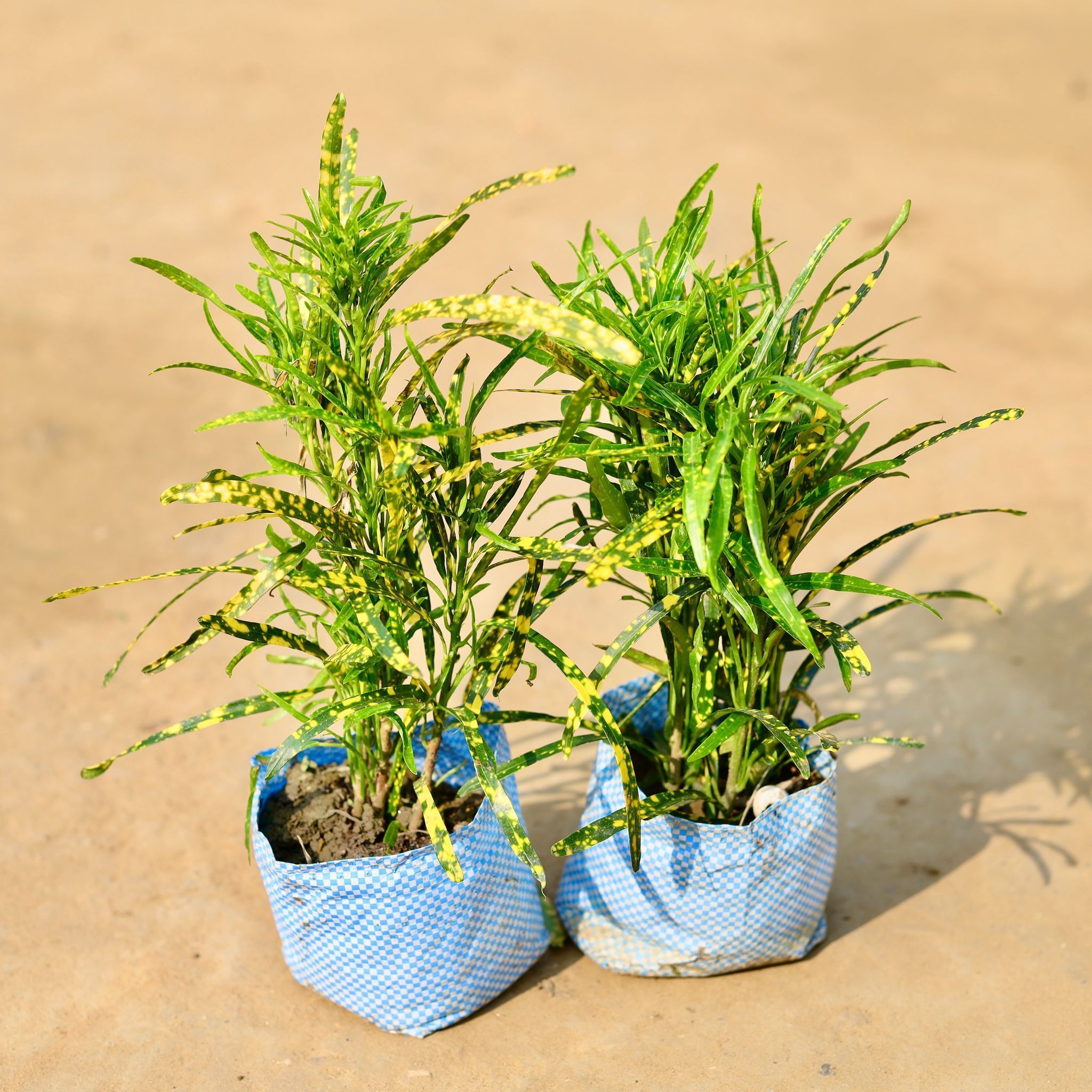 Set of 2 - Chironji Croton in 4 inch Nursery Bag