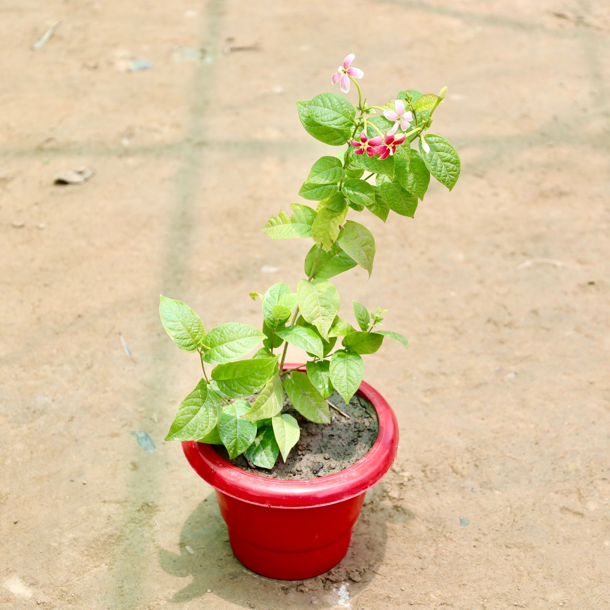 Madhu Malti / Rangoon Creeper (Any Colour) in 8 Inch Red Classy Plastic Pot