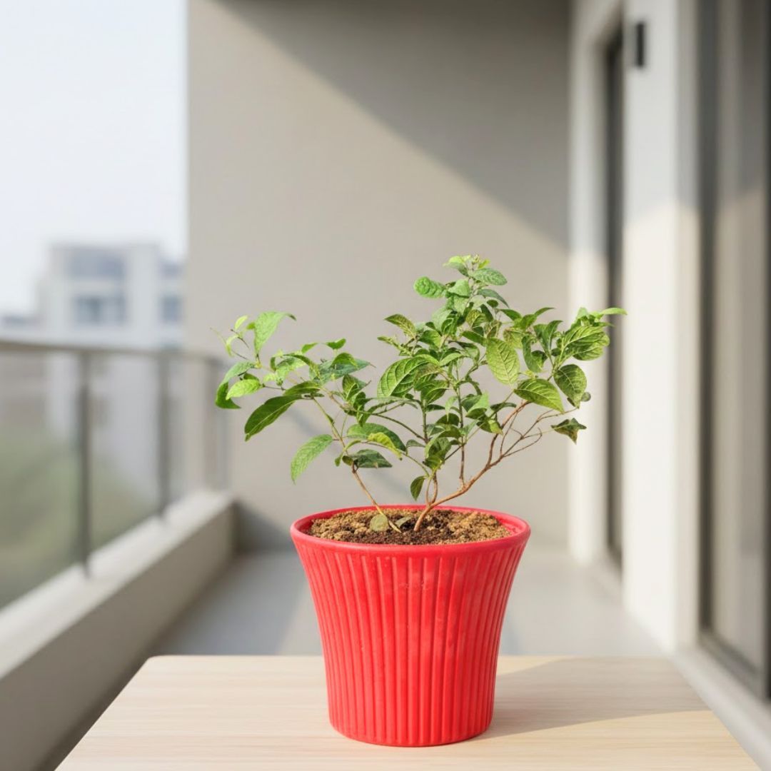Madhu Malti / Rangoon Creeper (any colour) Pune in 8 Inch Red Sunrise Plastic Pot