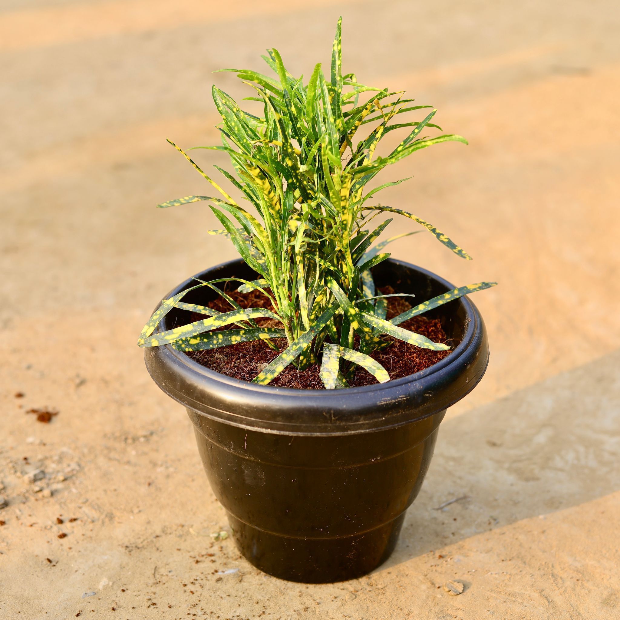 Chironji Croton in 8 Inch Black Classy Plastic Pot